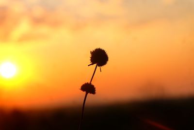 Close-up of silhouette flower against orange sky