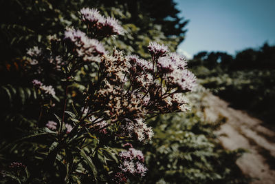 Close-up of flowering plant against sky