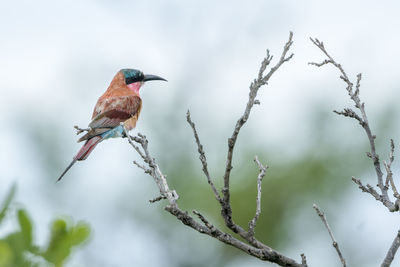 Low angle view of bird perching on branch