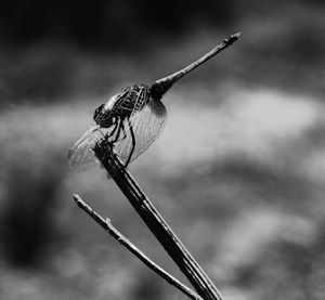 Close-up of dragonfly on twig