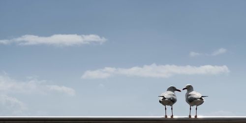 Seagulls perching against sky