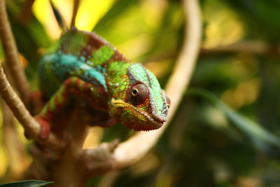 Close-up of lizard on tree