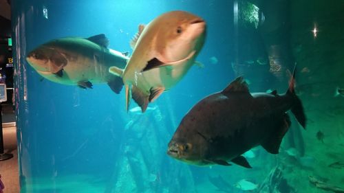 Close-up of fish swimming in aquarium