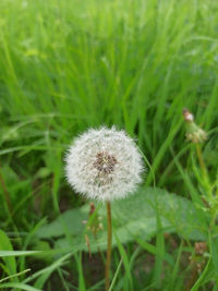 Close-up of dandelion on field