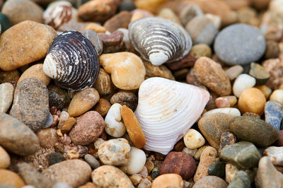 Close-up of shells on pebbles