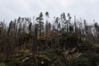 Pine trees in forest against sky