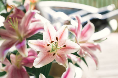 Close-up of pink flowers