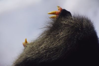 Close-up of a monkey 