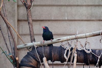 Close-up of bird perching on wood