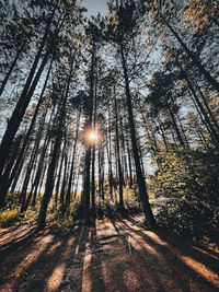 Low angle view of trees against sky