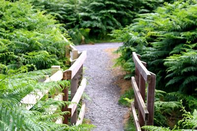 Narrow footpath amidst plants in forest