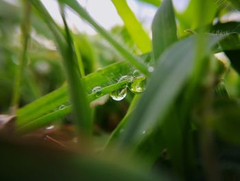 Close-up of wet grass