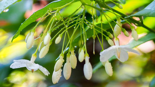 Close-up of flowering plant