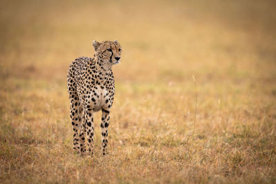 Cheetah on grassy field 