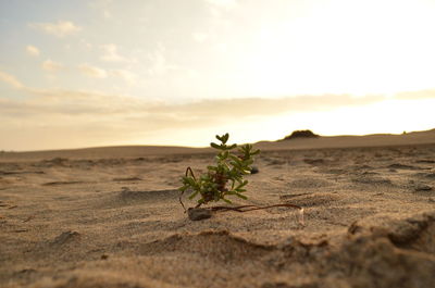 Close-up of plant on sand against sky