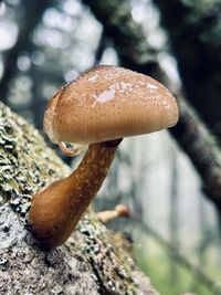 fungus