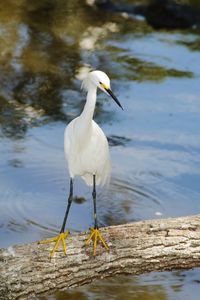 Bird perching on a lake