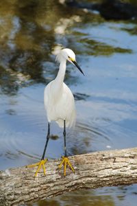 Bird perching on a lake