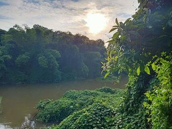 Plants growing in forest against sky