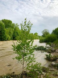 Scenic view of river amidst trees against sky