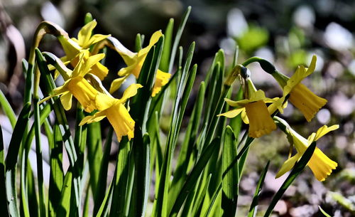 Close-up of flowers