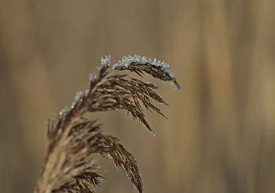 Frozen fether grass