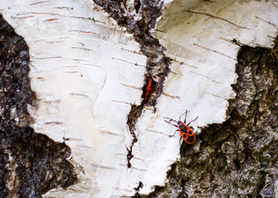 Close-up of insect on rock