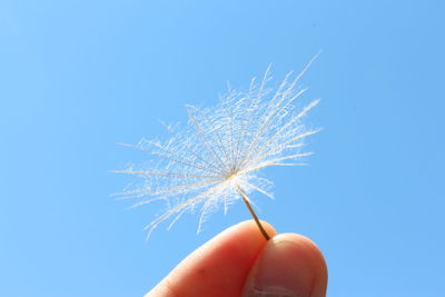 Cropped hand of person holding dandelion against clear blue sky