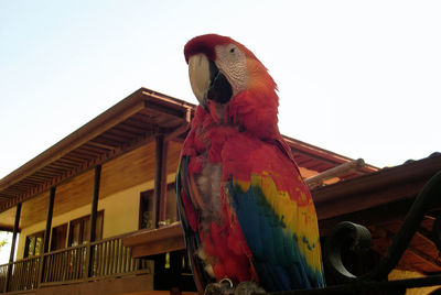 Low angle view of bird perching on red against sky