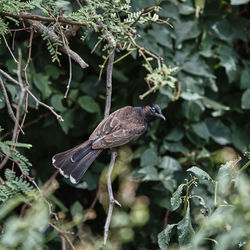 Close-up of bird perching on plant