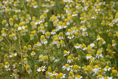 Close-up of yellow flowering plants on field