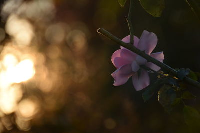 Close-up of pink flowers on branch