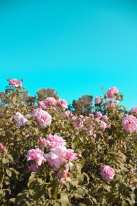 Low angle view of pink flowering plants against clear blue sky