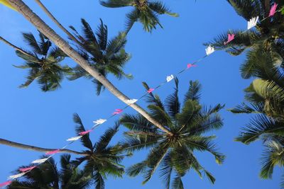 Low angle view of flower tree against sky