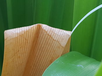 High angle view of leaves on book