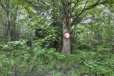 Trees in forest