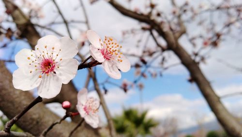 Close-up of cherry blossoms in spring