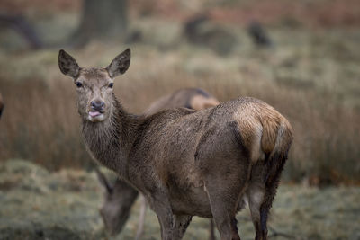 Portrait of giraffe standing on field