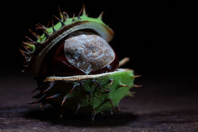Close-up of chestnut on table against black background