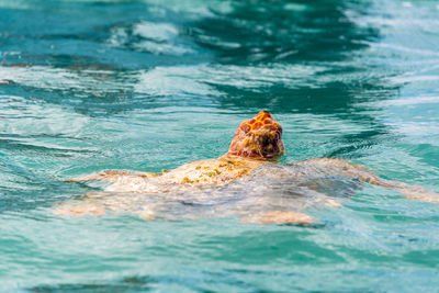 Close-up of turtle swimming in sea