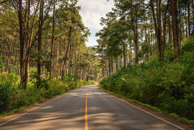 Empty road along trees