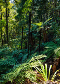 Scenic view of forest