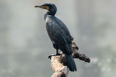 Close-up of bird perching on a tree