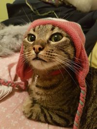 Close-up portrait of a cat