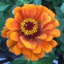 Close-up of orange flower