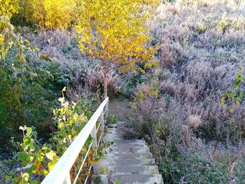 High angle view of footpath amidst trees during autumn