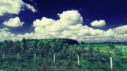 Trees on field against cloudy sky