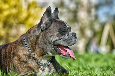 Close-up of a dog looking away