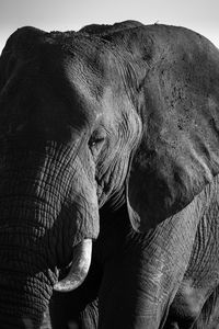 Close-up of elephant