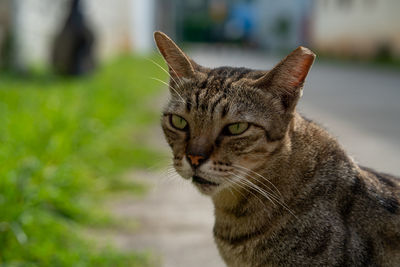 Close-up portrait of a cat looking away